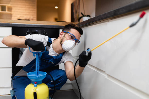 Wasp Removal Services in Rock Valley, IA