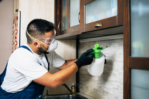 Best Termite Control Services  in Rock Valley, IA