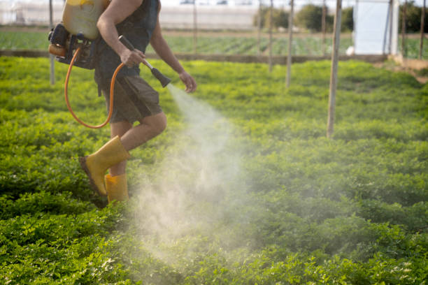 Best Ant Control Services  in Rock Valley, IA