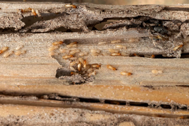 Best Cockroach Control Services  in Rock Valley, IA